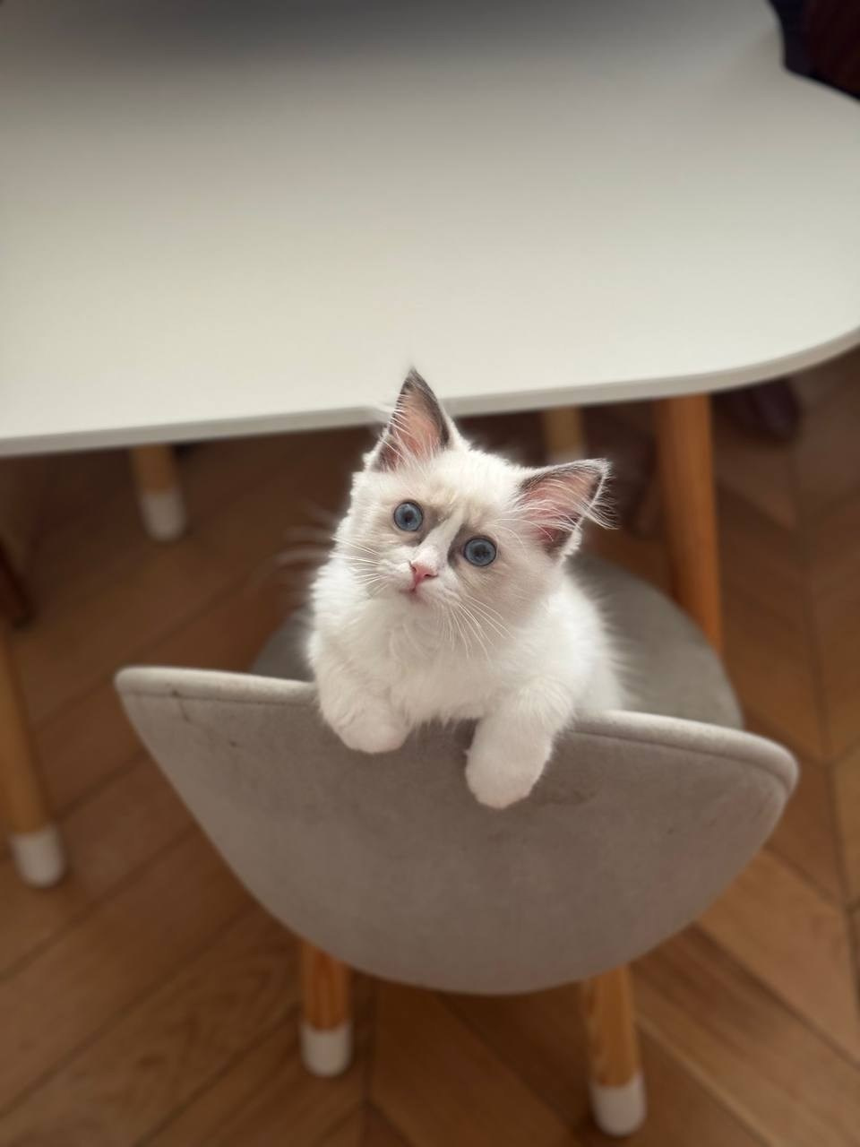 Выпускники Loyal Adore. Питомник рэгдолл Loyal Adore