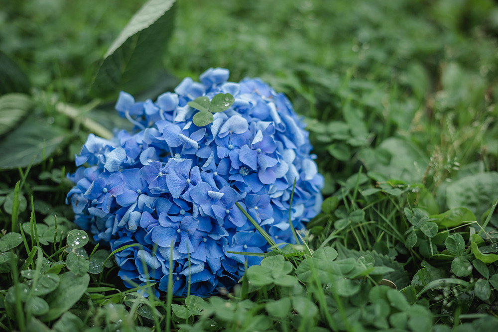 Свадебный фотограф. Профессиональный фотограф в Подольске Елена Локтионова