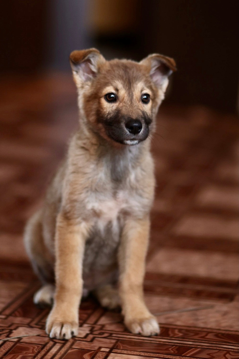 Щенки. Фотограф 📸 семейный, предметный, репортажный