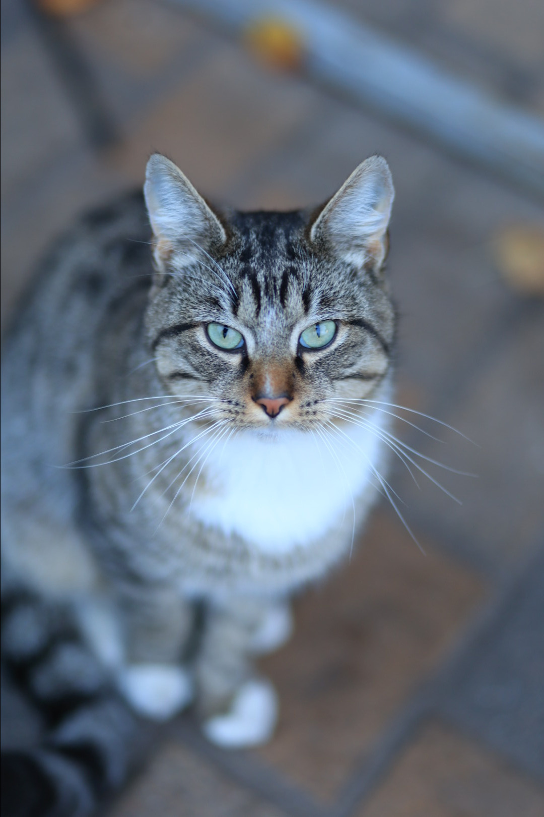 Щенки. Фотограф 📸 семейный, предметный, репортажный