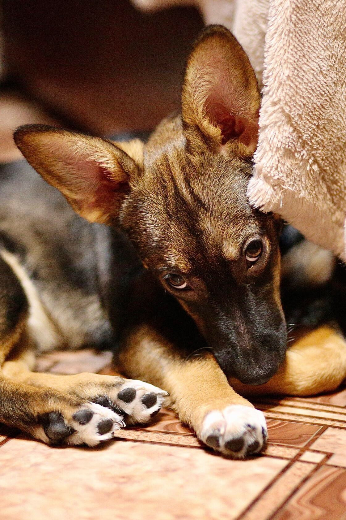 Щенки. Фотограф 📸 семейный, предметный, репортажный