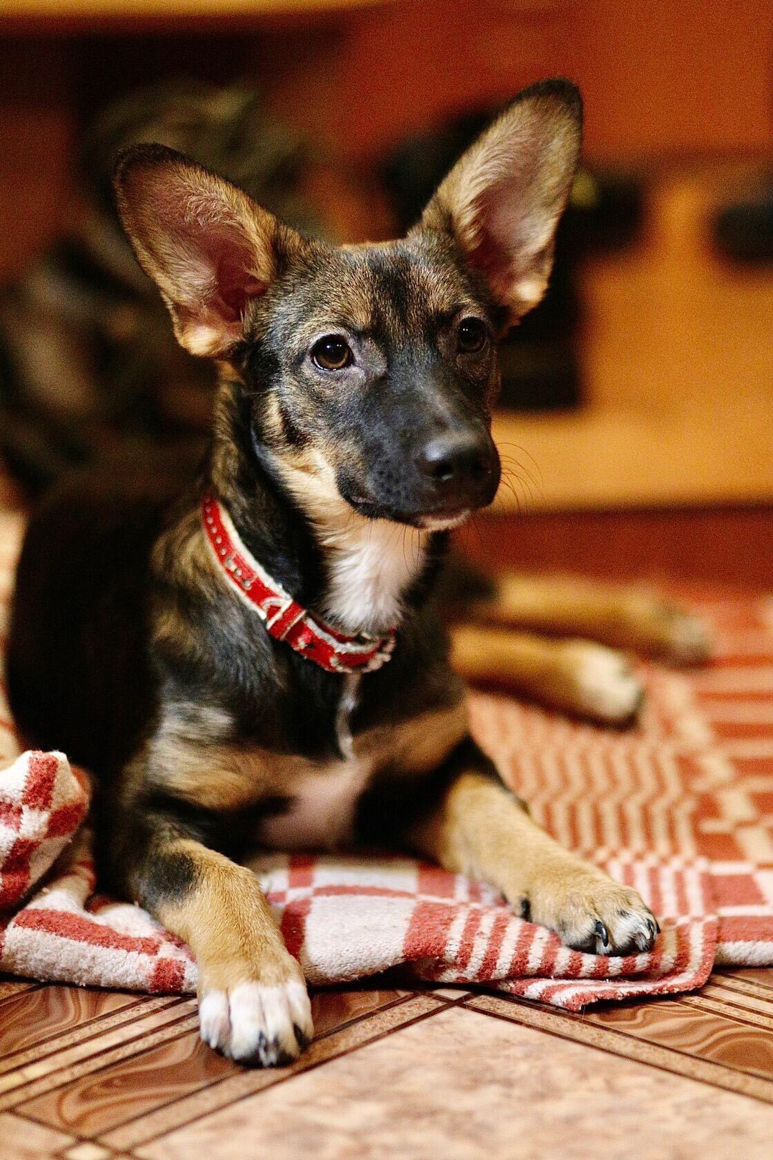 Щенки. Фотограф 📸 семейный, предметный, репортажный