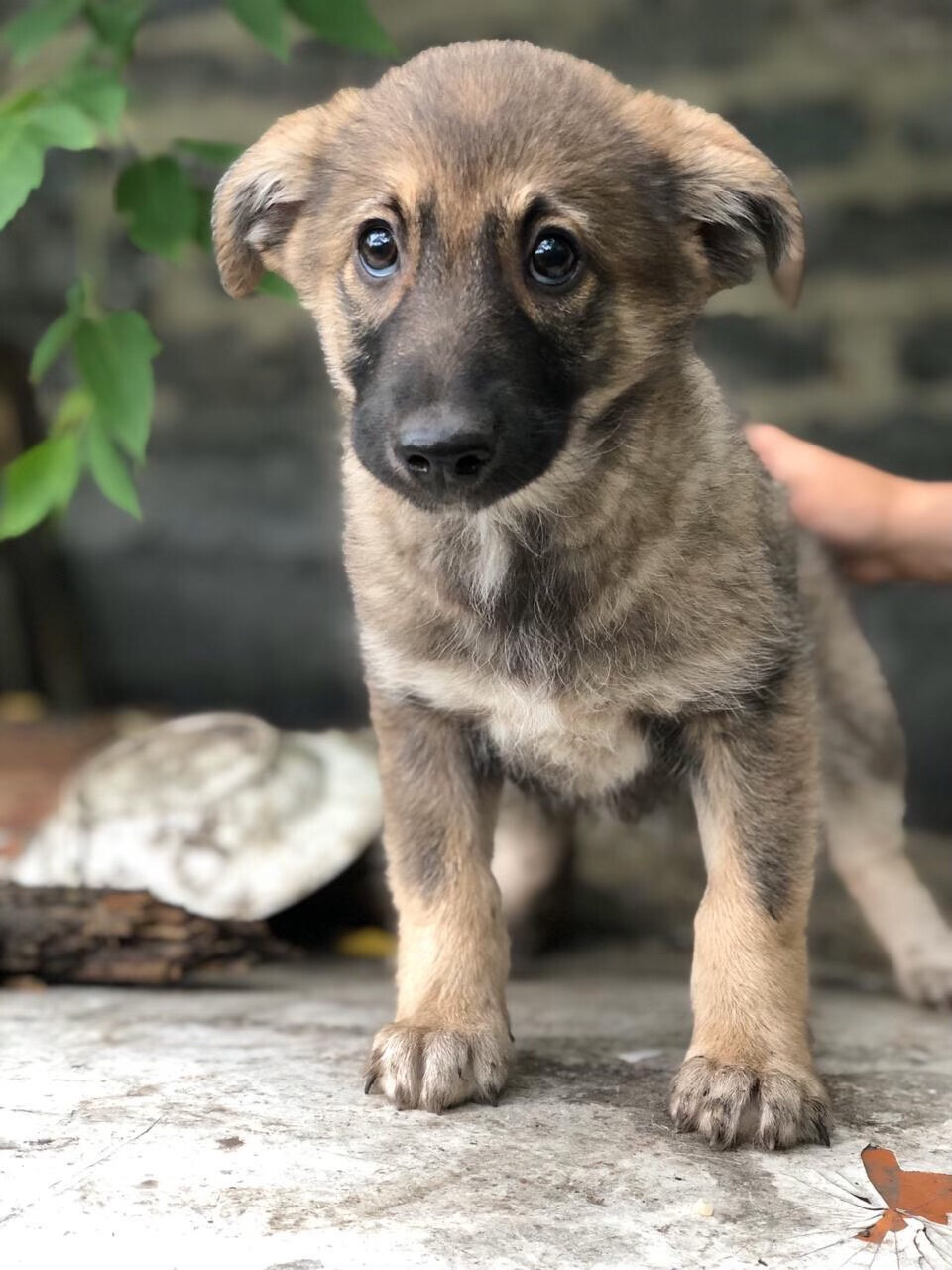 Щенки. Фотограф 📸 семейный, предметный, репортажный