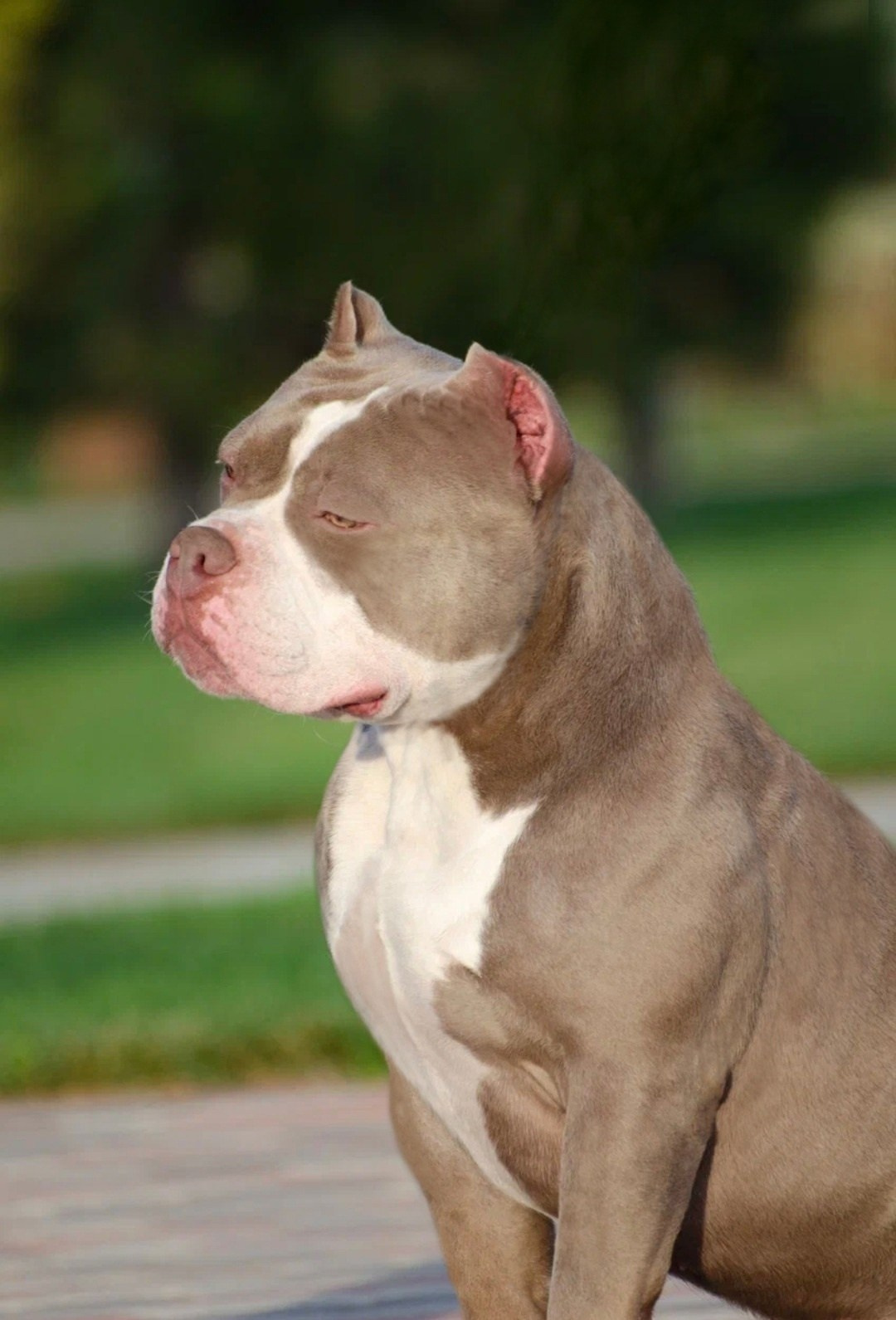 купить щенка стандарт American Bully в Москве