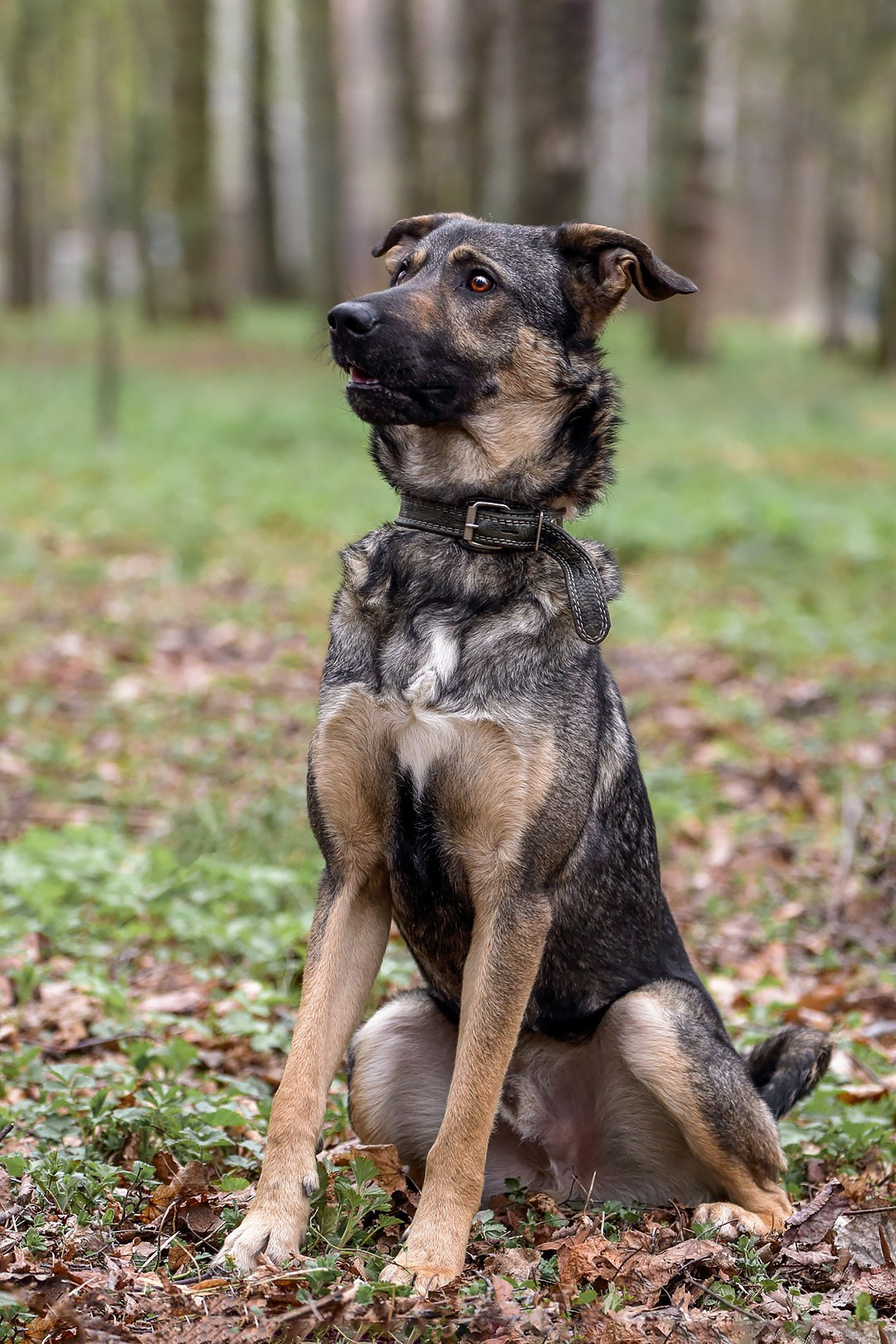 Собаки приюта Келтсские ангелы. Irenephoto.ru