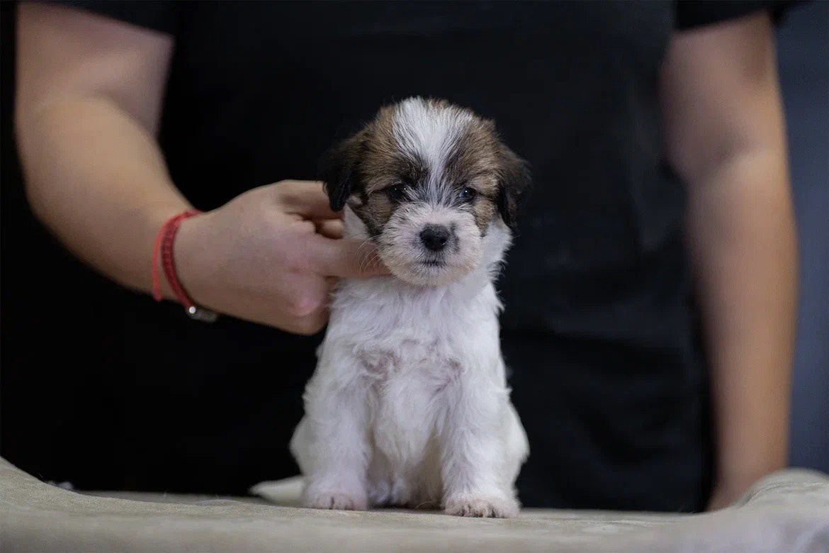 Сука 1. Lovely-Orange питомник джек рассел терьеров