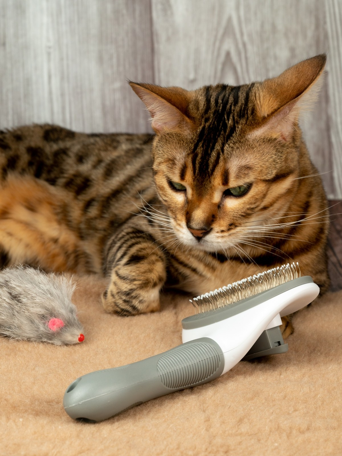 Съемки с животными. КЕД Студия-контент агентство полного цикла СПБ. Создаём фото, видео и контент, который помогает брендам и селлерам продавать больше