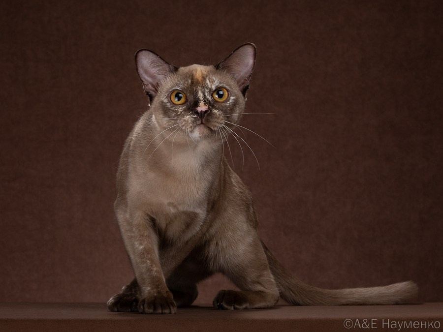 Olimpia Shoco BurLabella