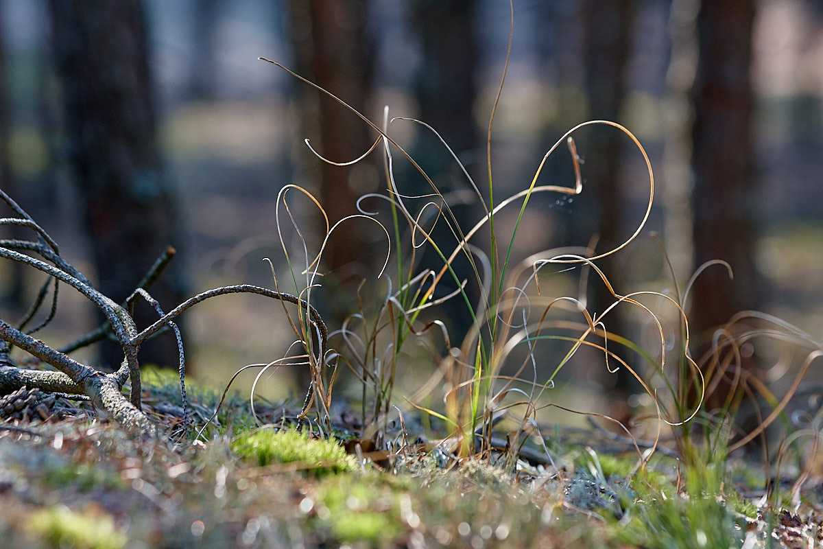 Куршская коса. Экскурсии по Калининграду