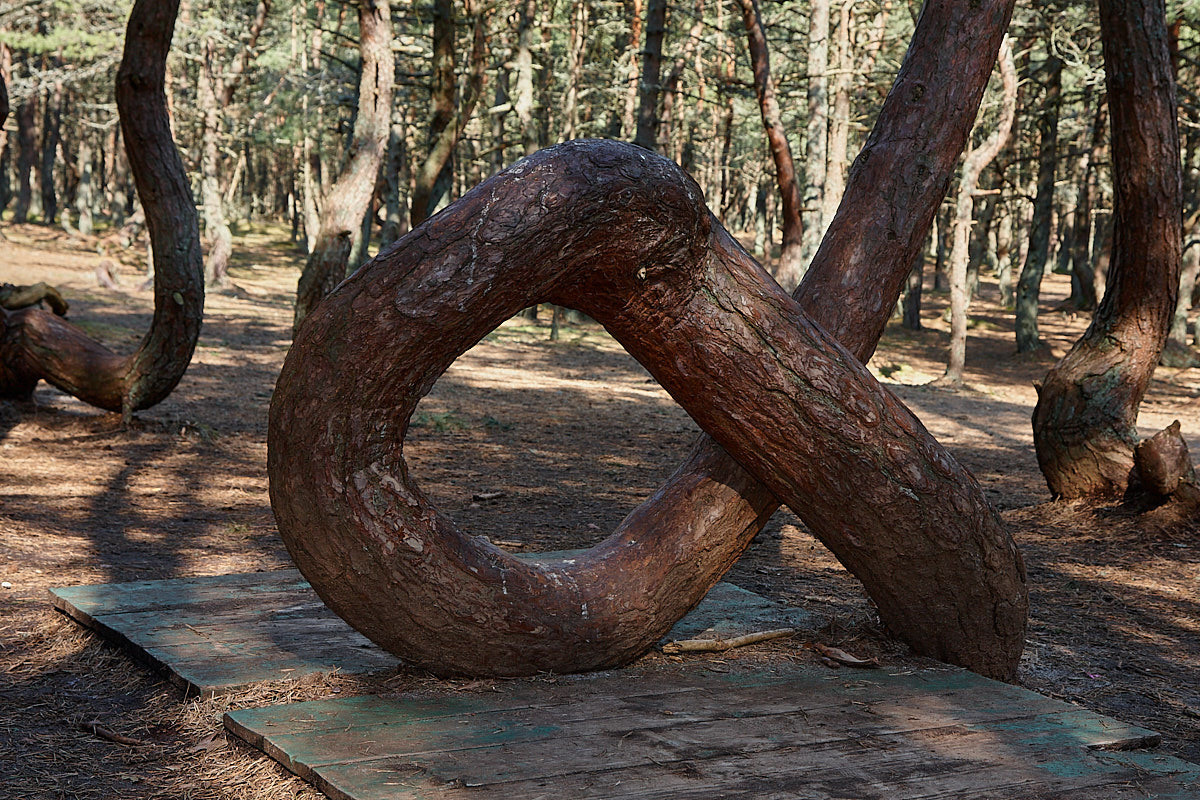 Куршская коса. Экскурсии по Калининграду