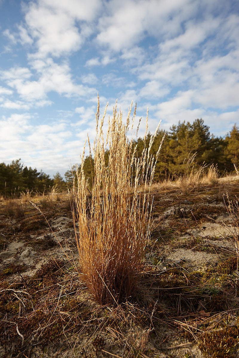 Куршская коса. Экскурсии по Калининграду