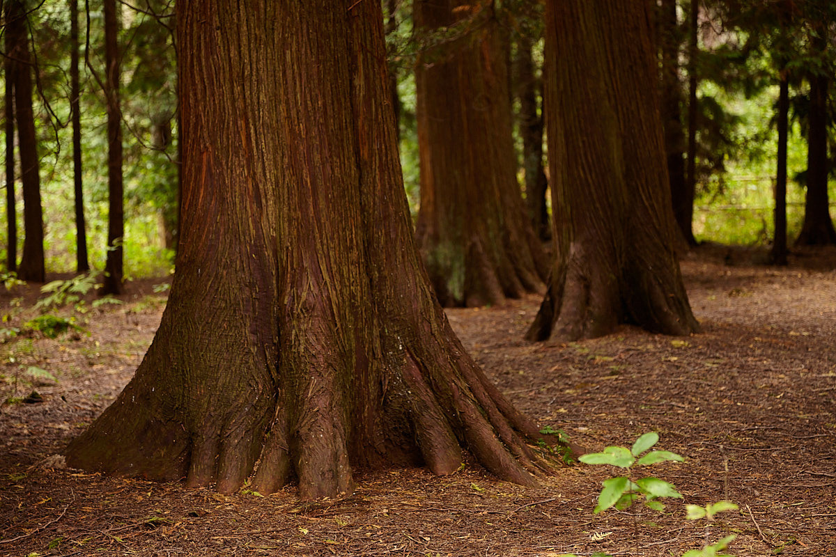 Куршская коса. Экскурсии по Калининграду