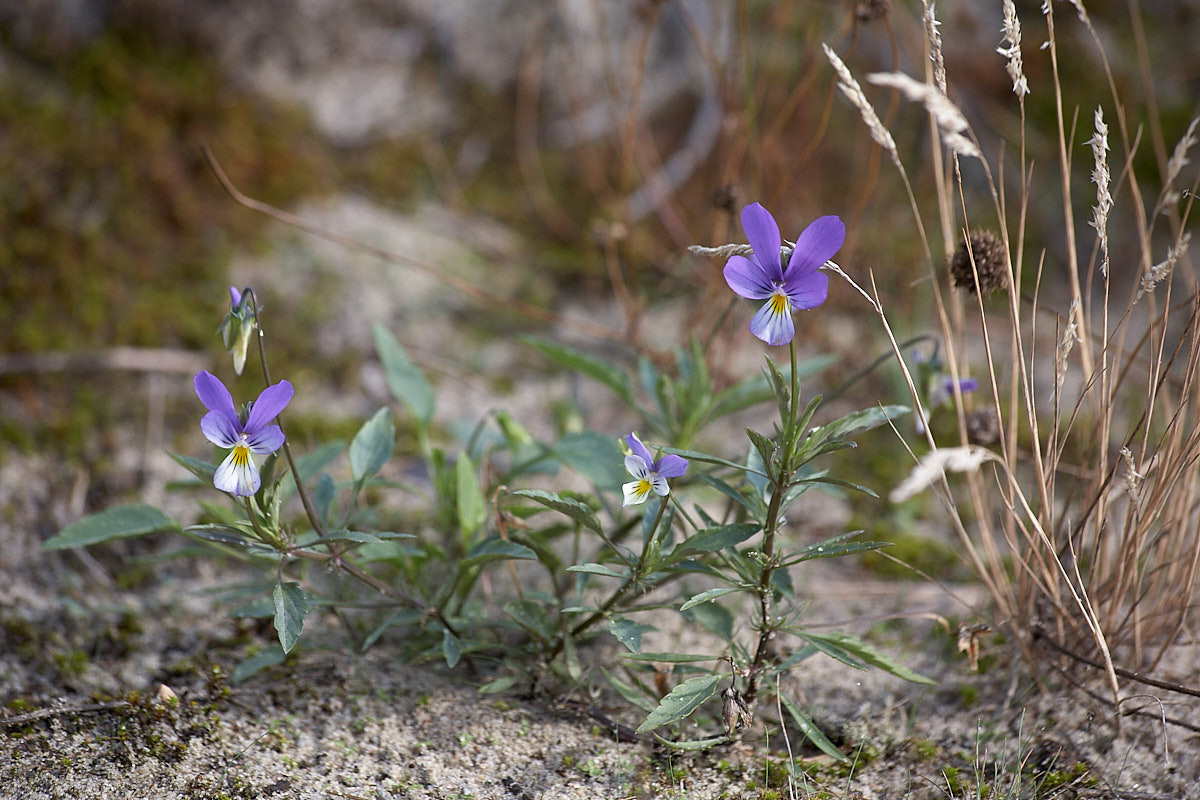Куршская коса. Экскурсии по Калининграду