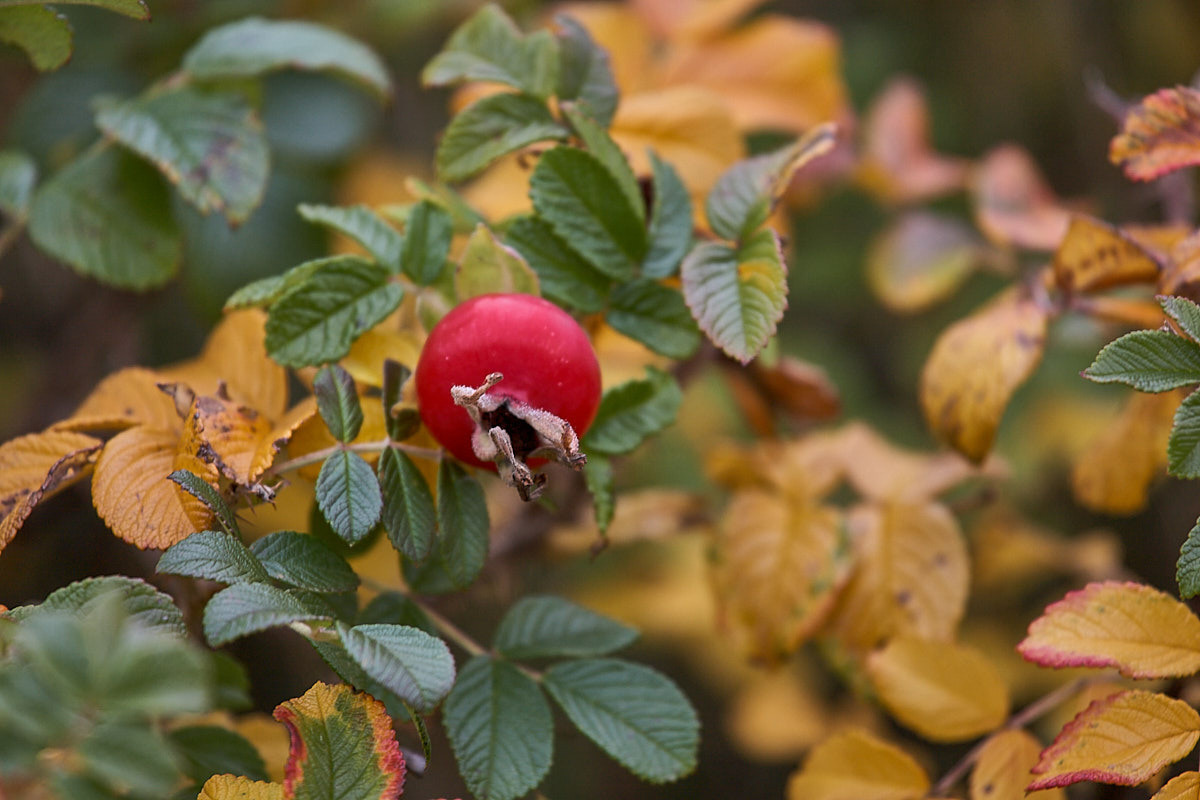 Куршская коса. Экскурсии по Калининграду