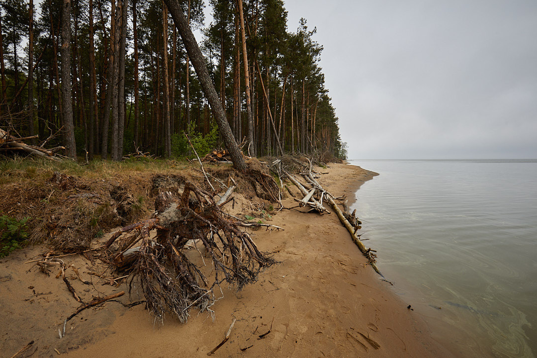 Куршская коса. Экскурсии по Калининграду