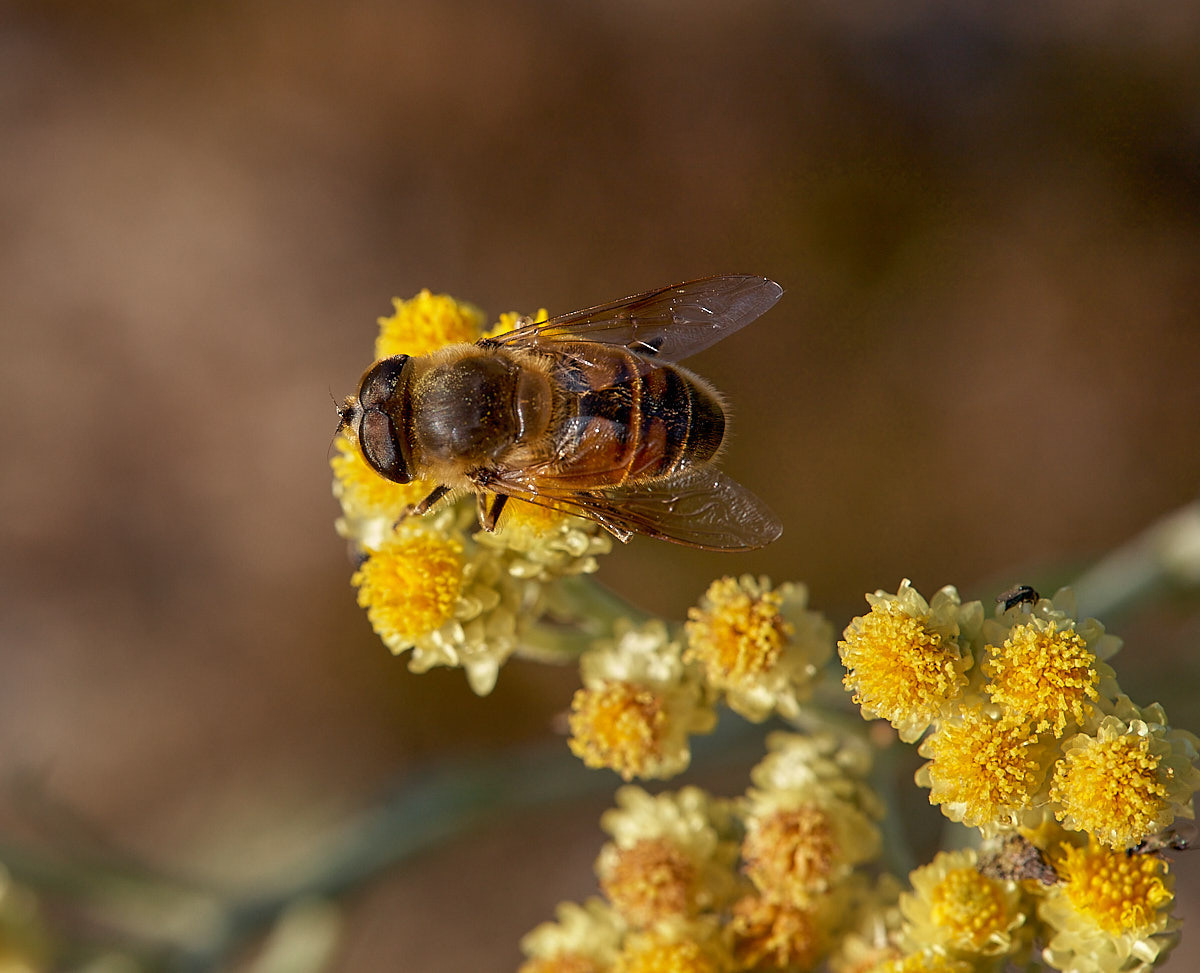 Куршская коса. Экскурсии по Калининграду