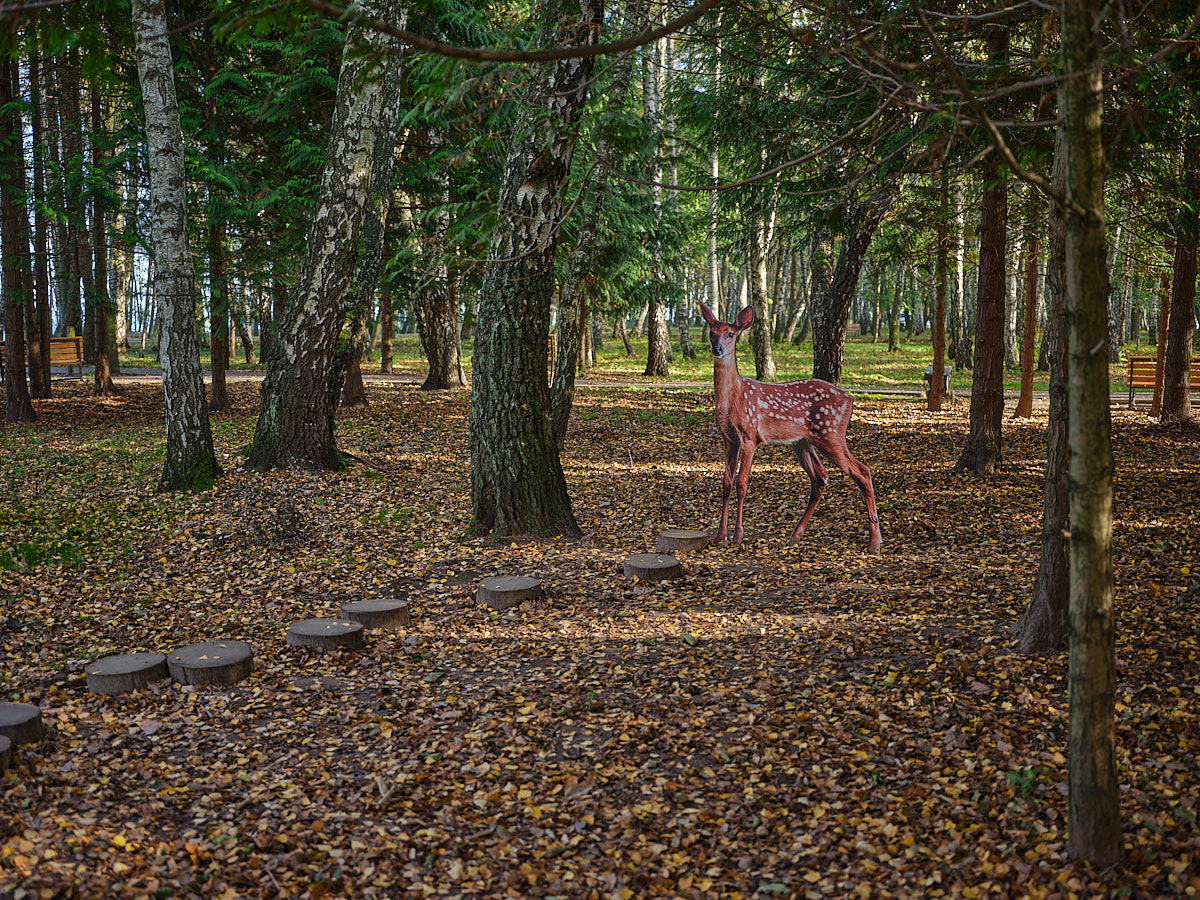 Светлогорск. Экскурсии по Калининграду