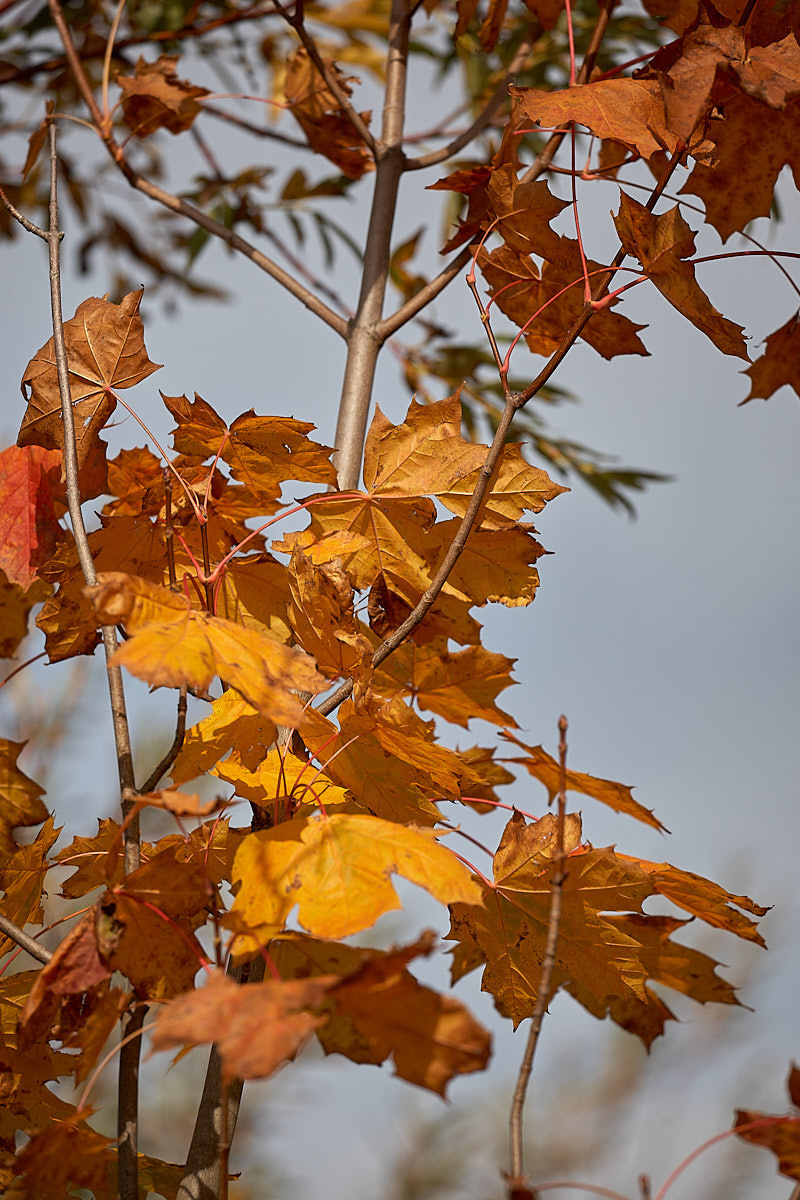 Куршская коса. Экскурсии по Калининграду