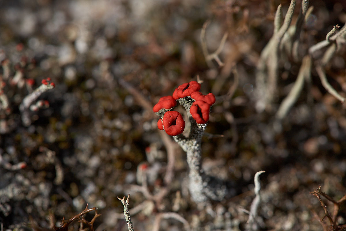Куршская коса. Экскурсии по Калининграду