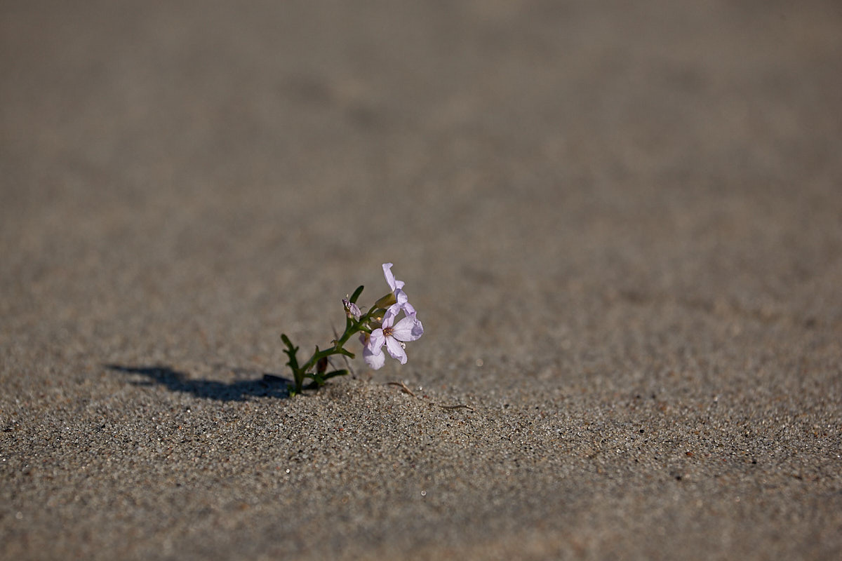 Куршская коса. Экскурсии по Калининграду