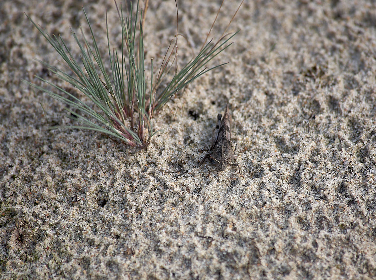 Куршская коса. Экскурсии по Калининграду