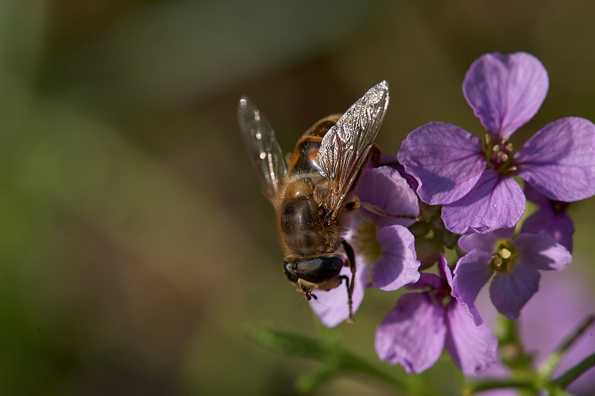 Куршская коса. Экскурсии по Калининграду