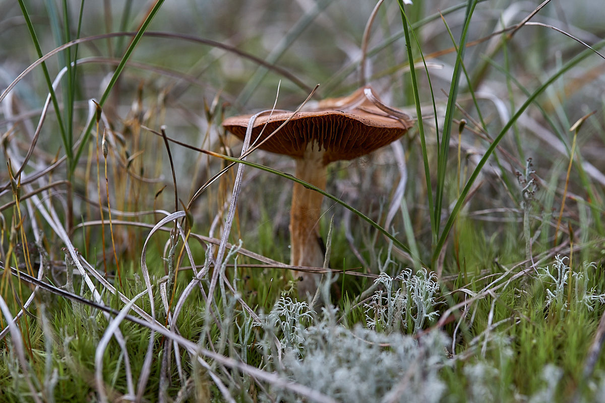 Куршская коса. Экскурсии по Калининграду