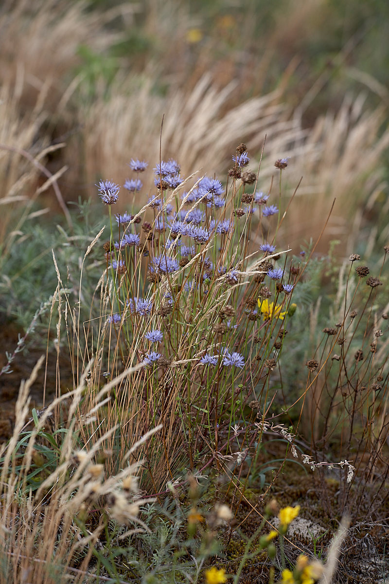 Куршская коса. Экскурсии по Калининграду
