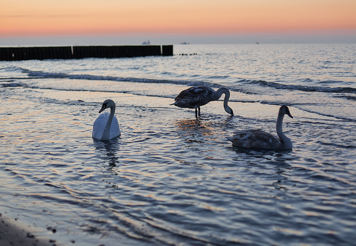 Зеленоградск. Экскурсии по Калининграду