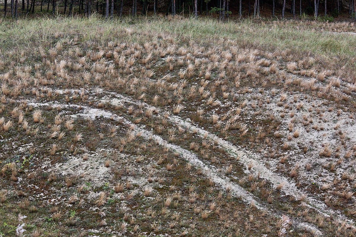 Куршская коса. Экскурсии по Калининграду