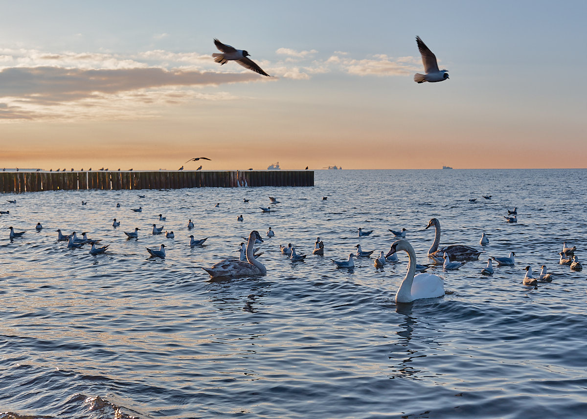Зеленоградск. Экскурсии по Калининграду