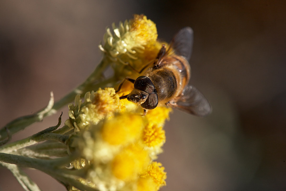 Куршская коса. Экскурсии по Калининграду