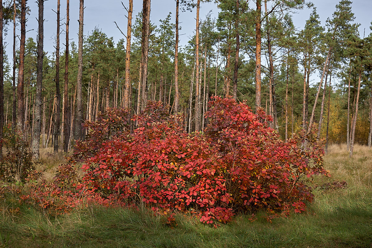 Куршская коса. Экскурсии по Калининграду
