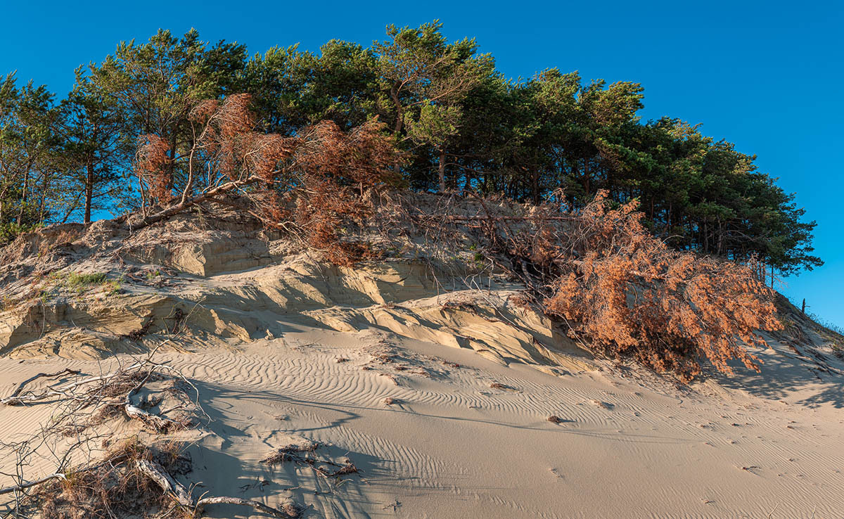 Куршская коса. Экскурсии по Калининграду