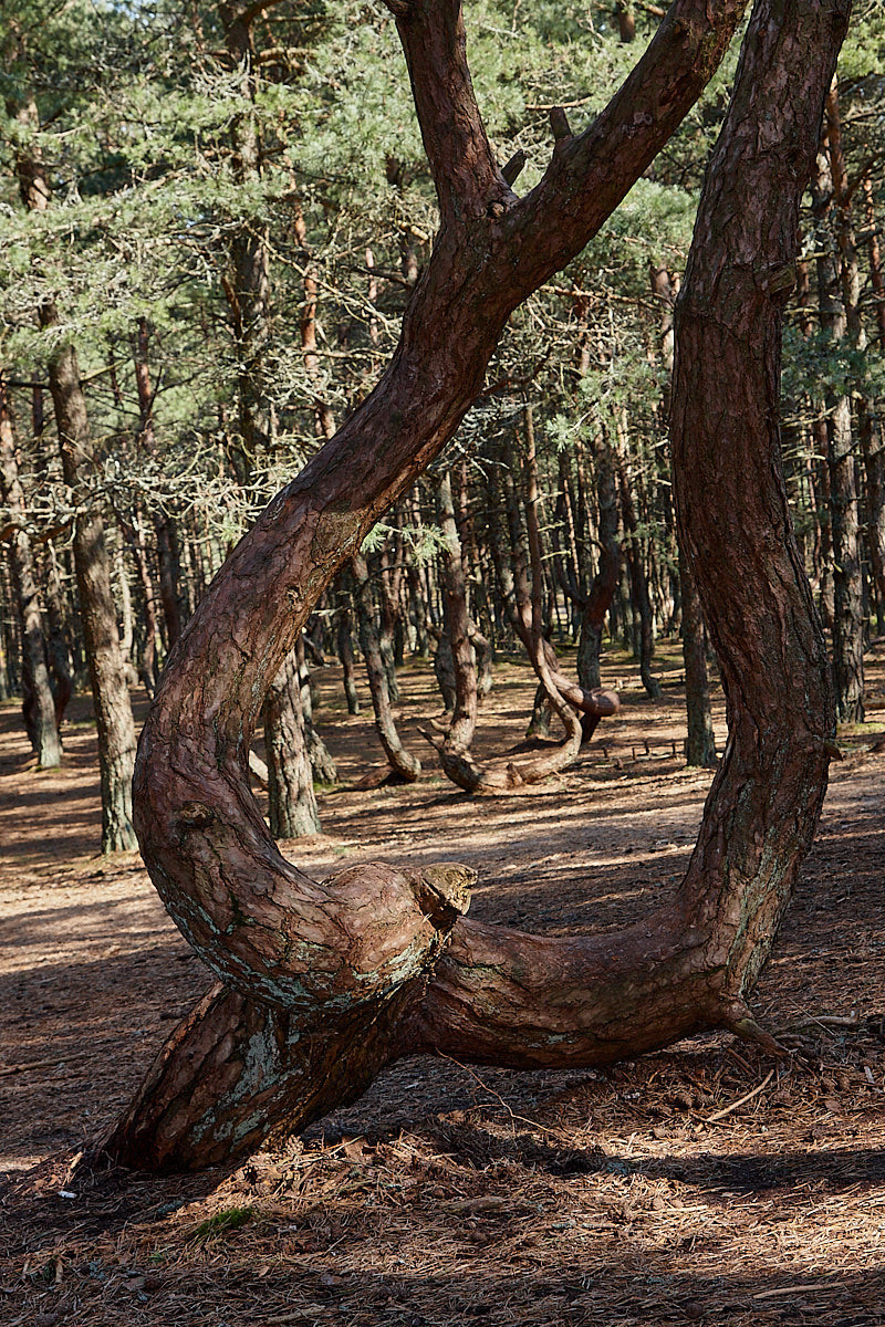 Куршская коса. Экскурсии по Калининграду