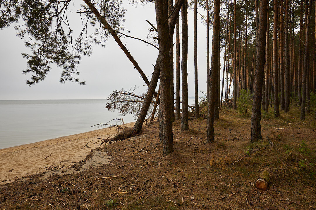 Куршская коса. Экскурсии по Калининграду