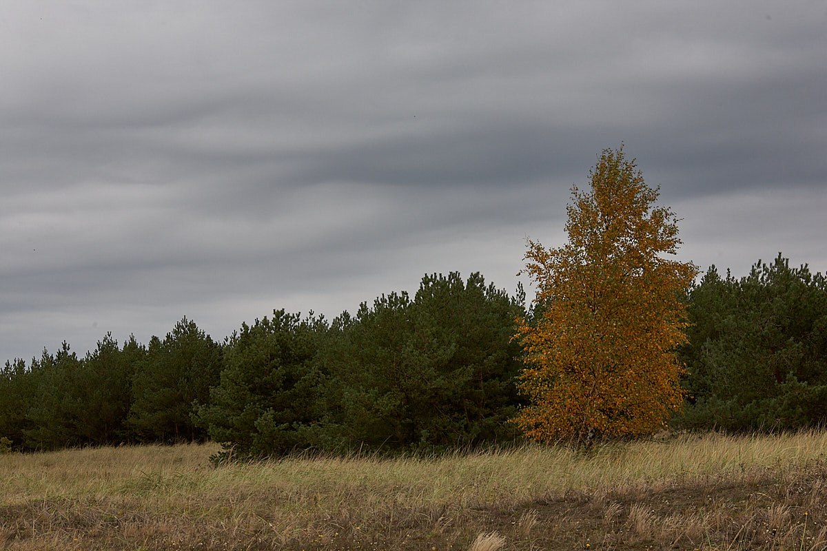 Куршская коса. Экскурсии по Калининграду