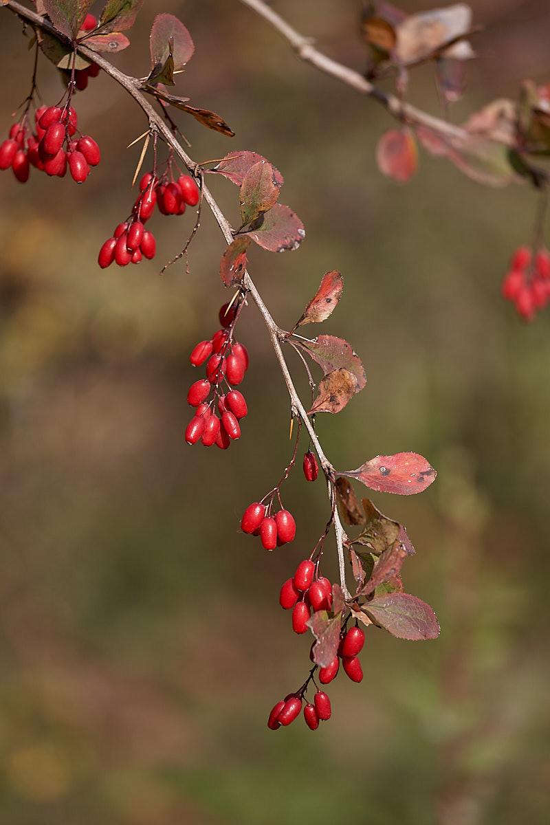 Куршская коса. Экскурсии по Калининграду