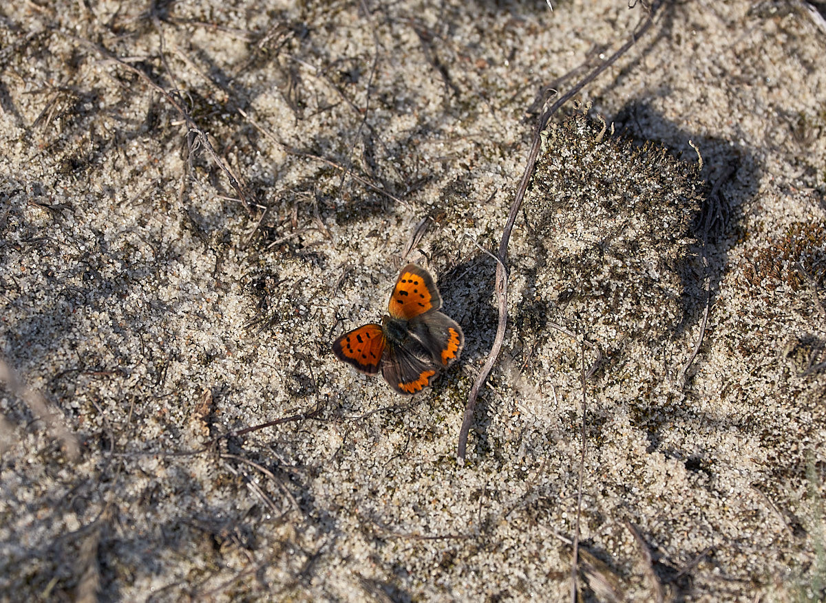 Куршская коса. Экскурсии по Калининграду
