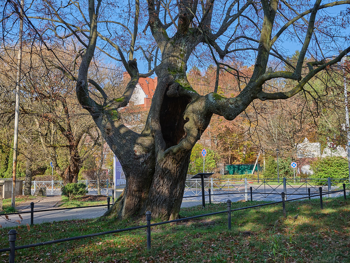 Светлогорск. Экскурсии по Калининграду