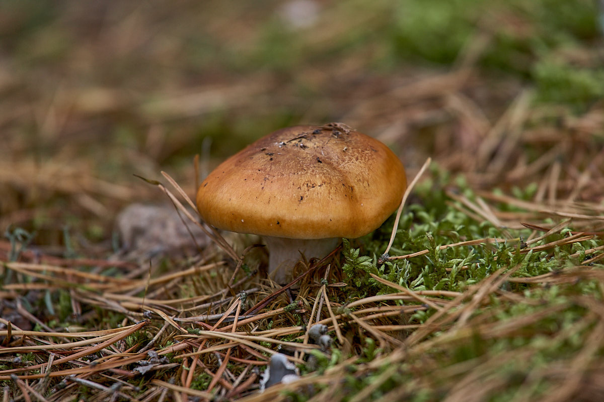 Куршская коса. Экскурсии по Калининграду