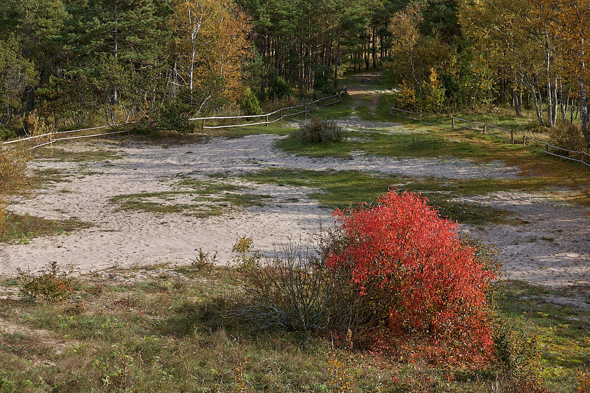 Куршская коса. Экскурсии по Калининграду
