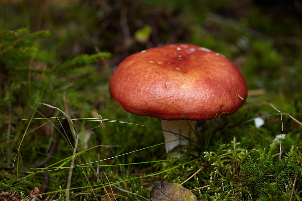 Куршская коса. Экскурсии по Калининграду