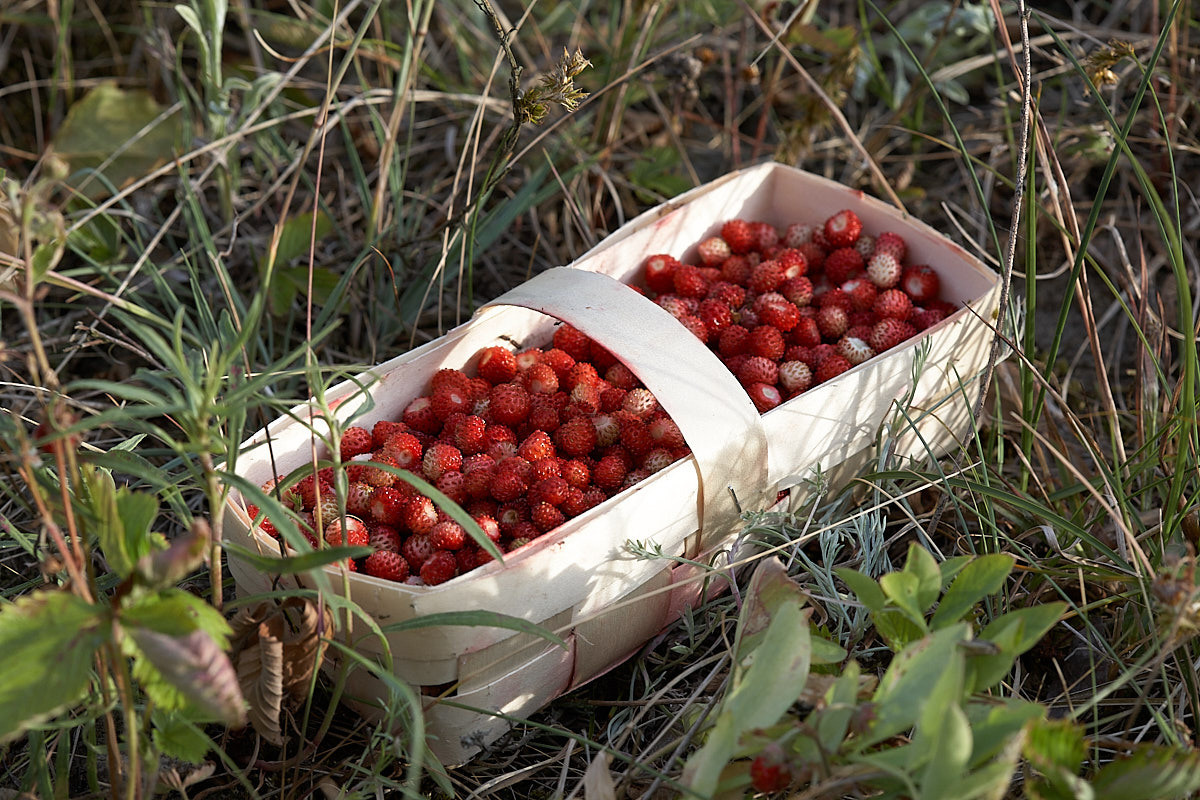 Куршская коса. Экскурсии по Калининграду