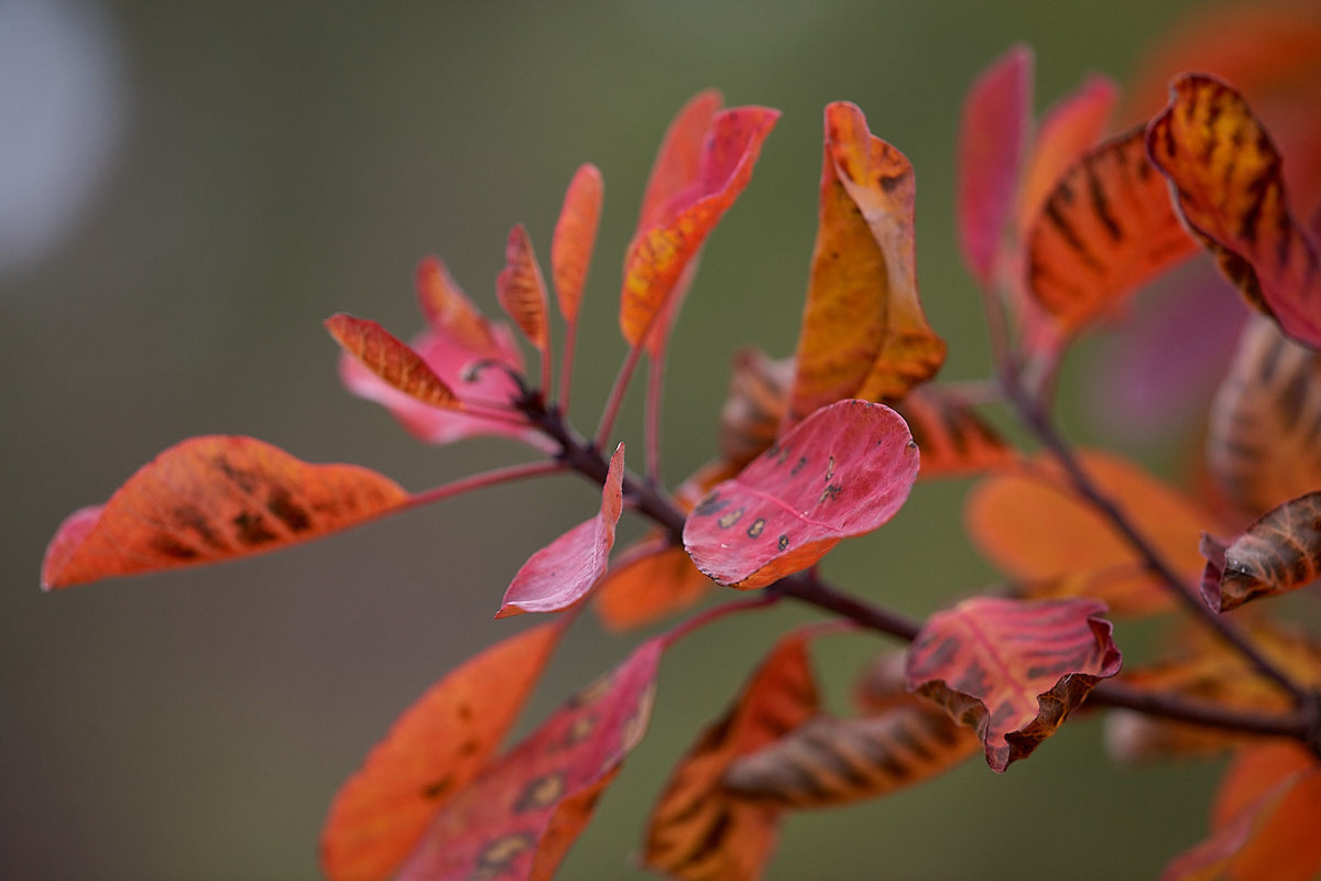 Куршская коса. Экскурсии по Калининграду