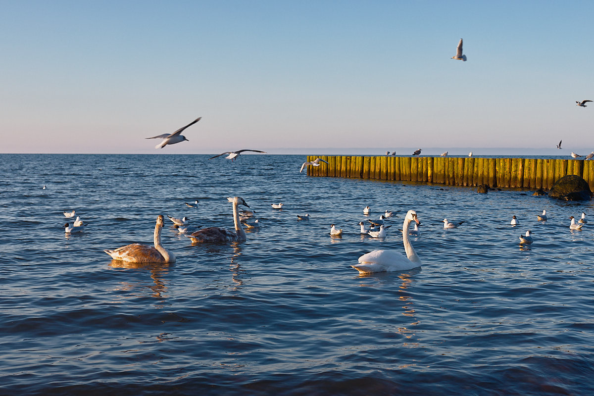 Зеленоградск. Экскурсии по Калининграду
