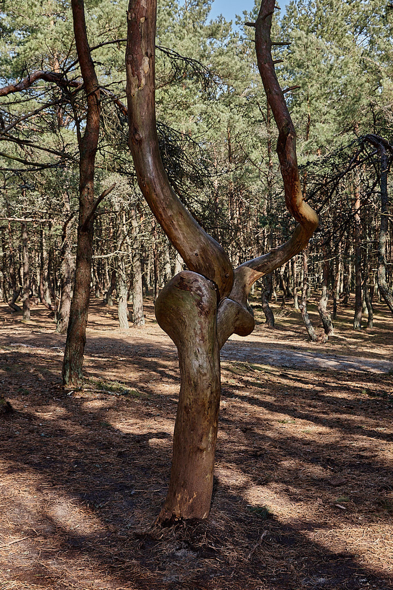 Куршская коса. Экскурсии по Калининграду