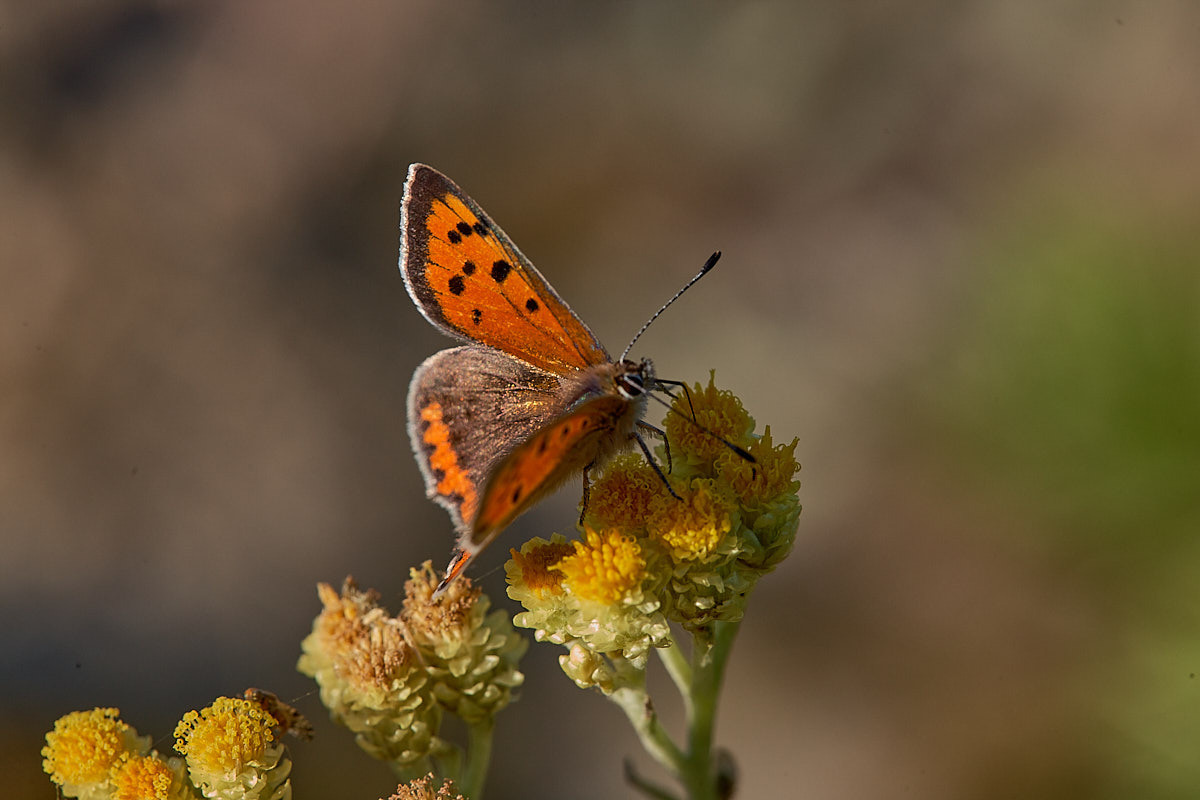 Куршская коса. Экскурсии по Калининграду
