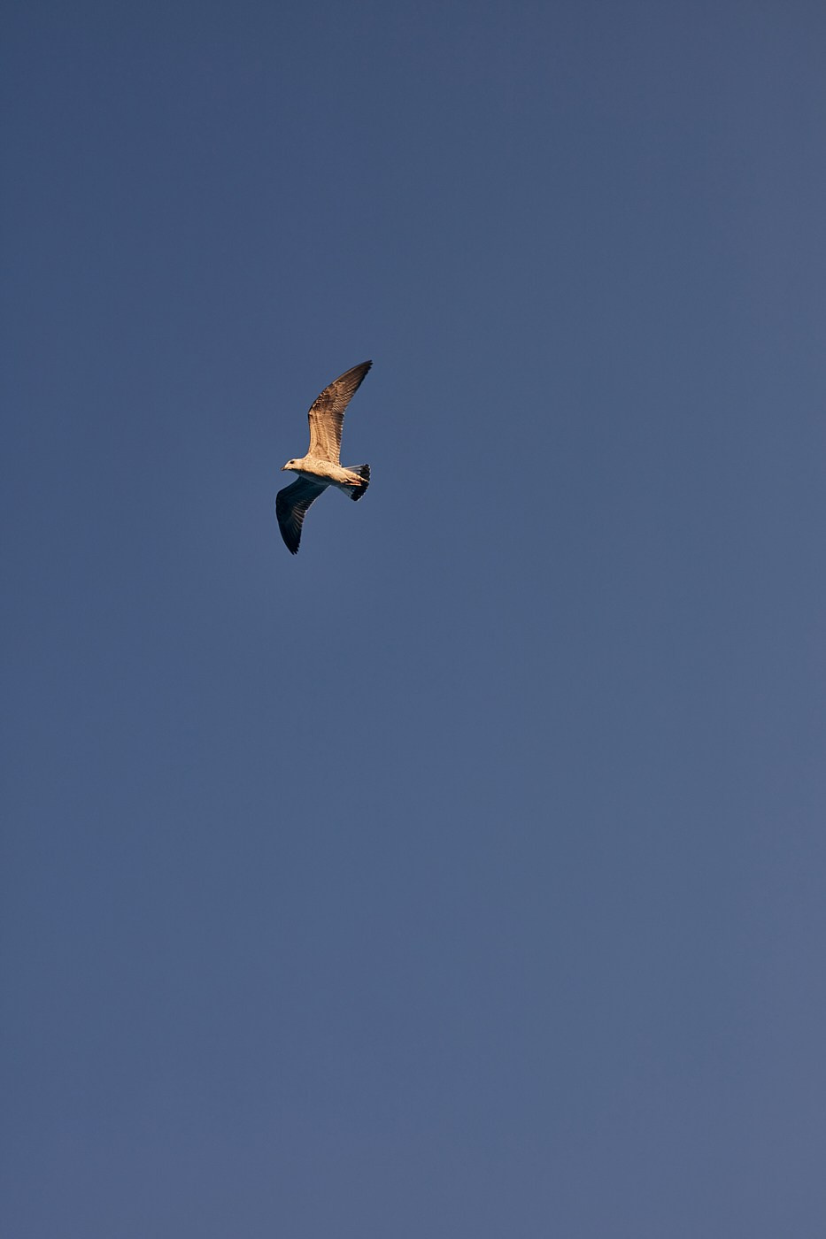 Лайфстайл-съемка. Евгений Петровский — Фуд-съемка и предметная съемка в Москве