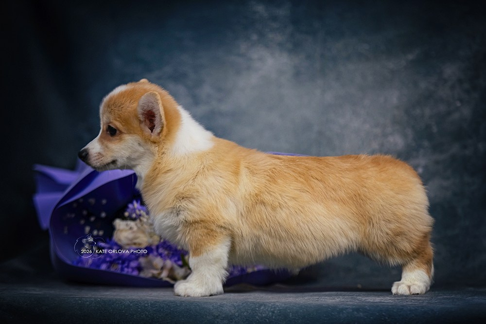 А — Кола и Цесей. Kawaii Kuma питомник собак пород Корги пемброк, Акита ину, Сиба